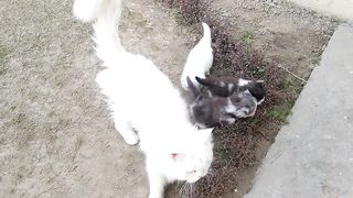Mother Cat Walking With Her Kittens And Hitting Them To Go Inside _ White Cat Pr.