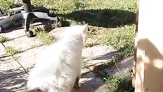 Сосед Кузя пришел свататься