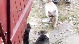 cat_))
