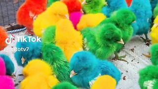 "Hilarious Tale: The Heartwarming Adventures of Duck and Chicken"