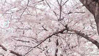 "Wonders of Spring in South Korea: Enchanting Blooms and Fresh Air"