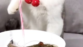 funny cat #cat #funny #videofunny #viral #short