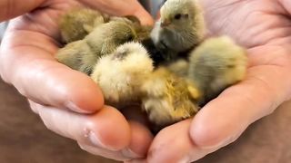 Little chicken