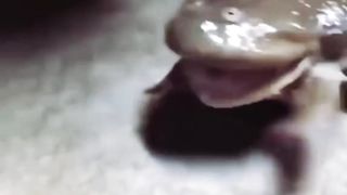 cute frogs can make long sounds #viral #funny #videofunny