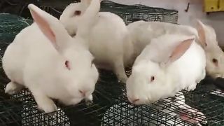 BEST OF LUCK, ???? AGREEMENT RENEWAL AND SUCCESSFUL BREADING WITH NEW ZEALAND WHITE RABBITS