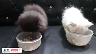 Part-5 of funniest Animals ???????????????? pets cats and dogs
