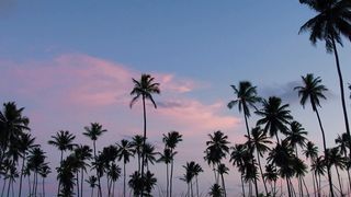palm-trees-at-twilight