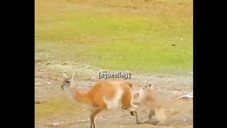 Pumas vs. Guanacos: The Struggle for Survival