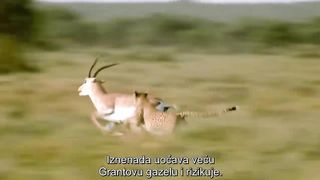 Gazelle vs. Cheetah