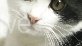 A lovely cat ????????????????