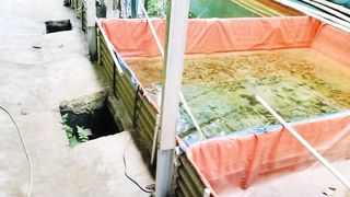 Sebenarnya, Berapa potongan basah (plasi) timbangan yang pas biar sama-sama enak antara pembeli dan penjual ikan lele❓