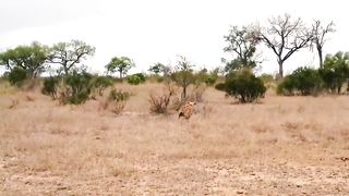 Mama Leopard Fearlessly Attacked Hyena To Protect Her Cub