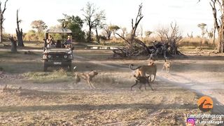 Lioness Takes a Beating by Wild Dogs to Save Her Cub
