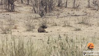 Shocking but incredible video of an angry elephant attacking and killing a buffalo using his tusks