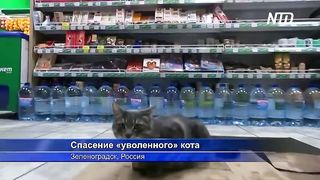 Кота Сергея, «уволенного» из магазина в Зеленоградске, возьмут на другую работу.