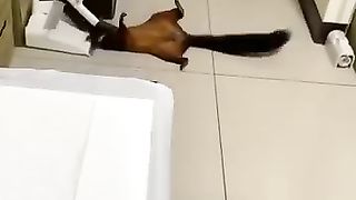 Flying squirrels plays dead for insurance, original(裝死的飛鼠波波).