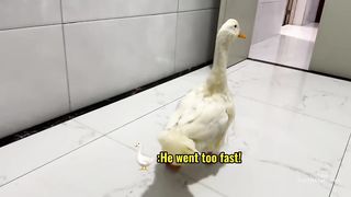 The funniest and cutest animals in the world