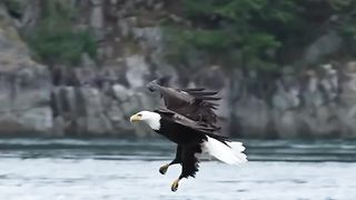 A bald eagle is fishing.