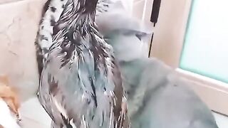 Cat fight to protect his friend