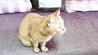 Это САМЫЙ СОЧНЫЙ СТЕЙК из говядины на сковороде гриль который я готовила.