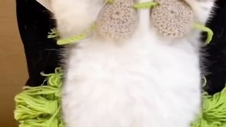 Dancing CAT