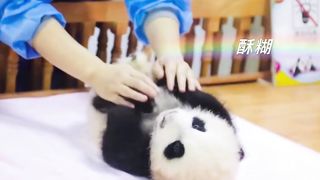 【大熊猫福多多】这看了谁不想去rua一把，一时不知道该羡慕谁.