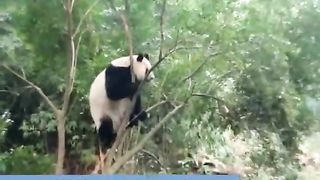 Crazy Panda Commando Roll