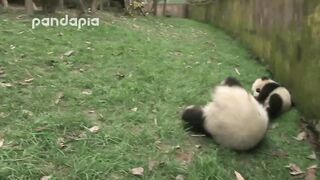 Rolling panda