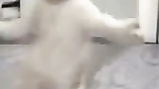????????????You would not be able to watch this video without laughing at the ends