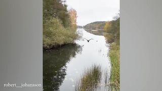 Part-7 Petsvania of funny and cute pets videos ????????????????????????????