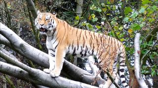 Tiger at its Best!