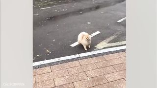 Part-10 Petsvania of funny and cute pets videos ????????????????????????????????