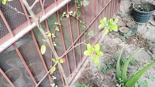 جی ہمارے ایک نئی پودے کو نیا پھل انے کو تیار ہے