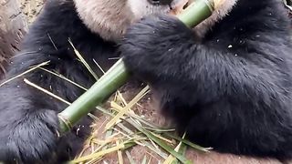 Panda ????
