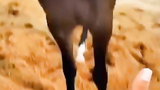 The most beautiful Arabian horses