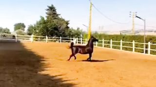 The most expensive horses