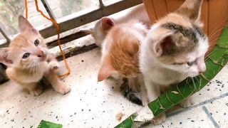 Cute kitten playing