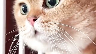 Talking cat