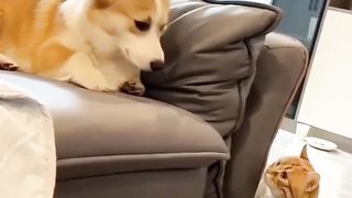 Cat and dog