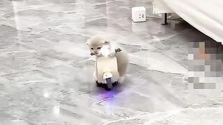 Cat video cute