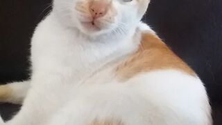 Cute cat is enjoying the morning
