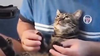 A cat that feels good in your hands