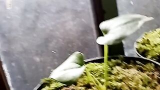 Caring for plants