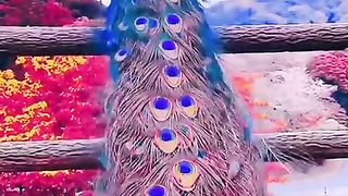 Subhan Allah