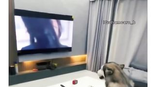Chien drol