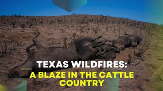 Texas Wildfires: A Blaze in the Cattle Country