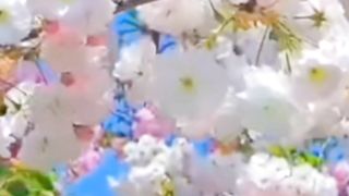 so amazing flowers trees