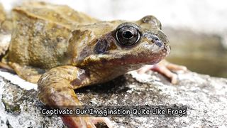Frog World: An Exploration of the Amazing Life of Amphibians
