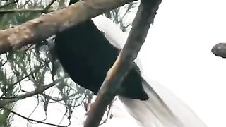 Beautiful Birds