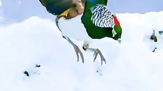 Nice video